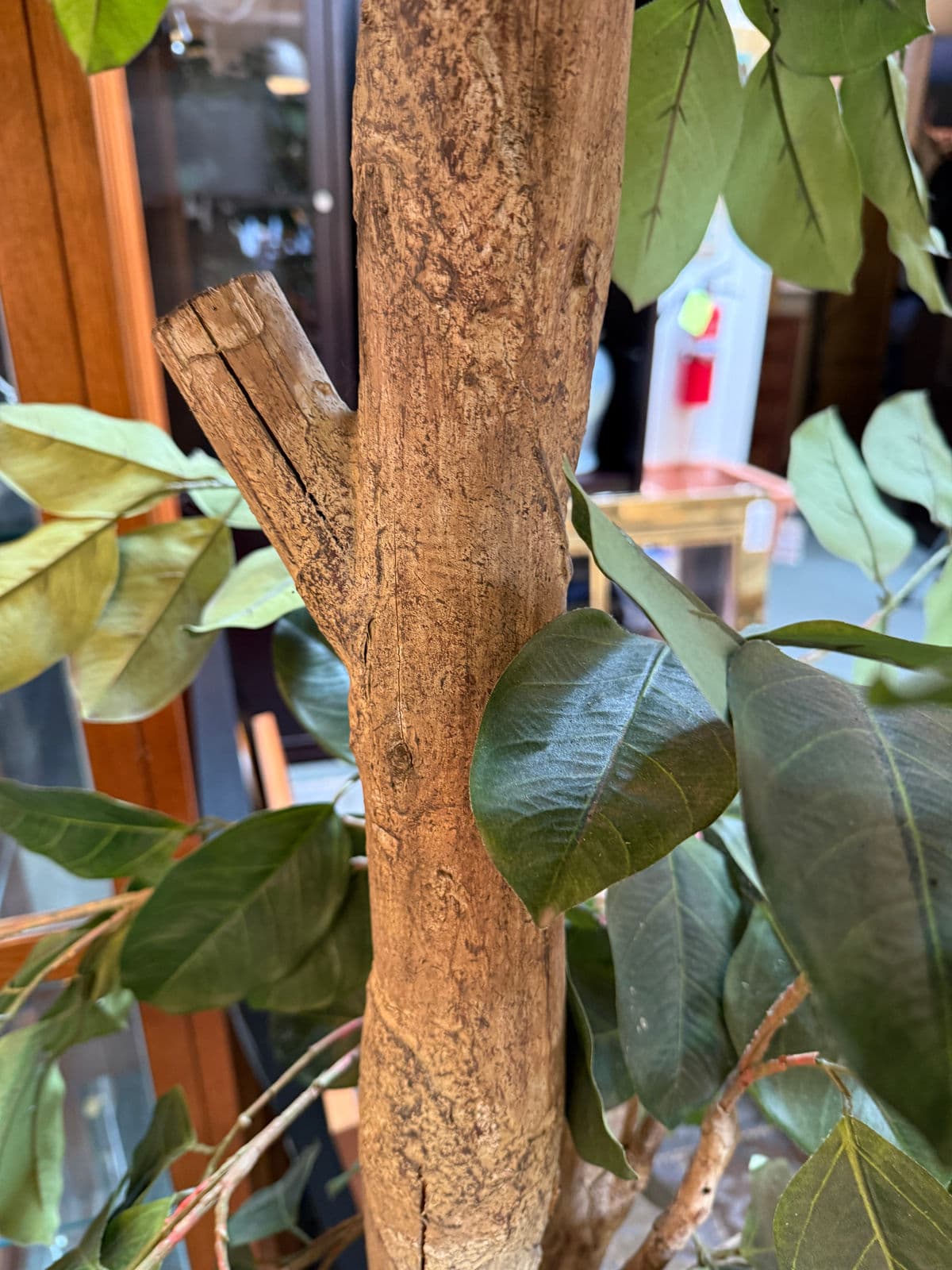 New Growth Design Banyan Tree With Pot - Thumbnail 9