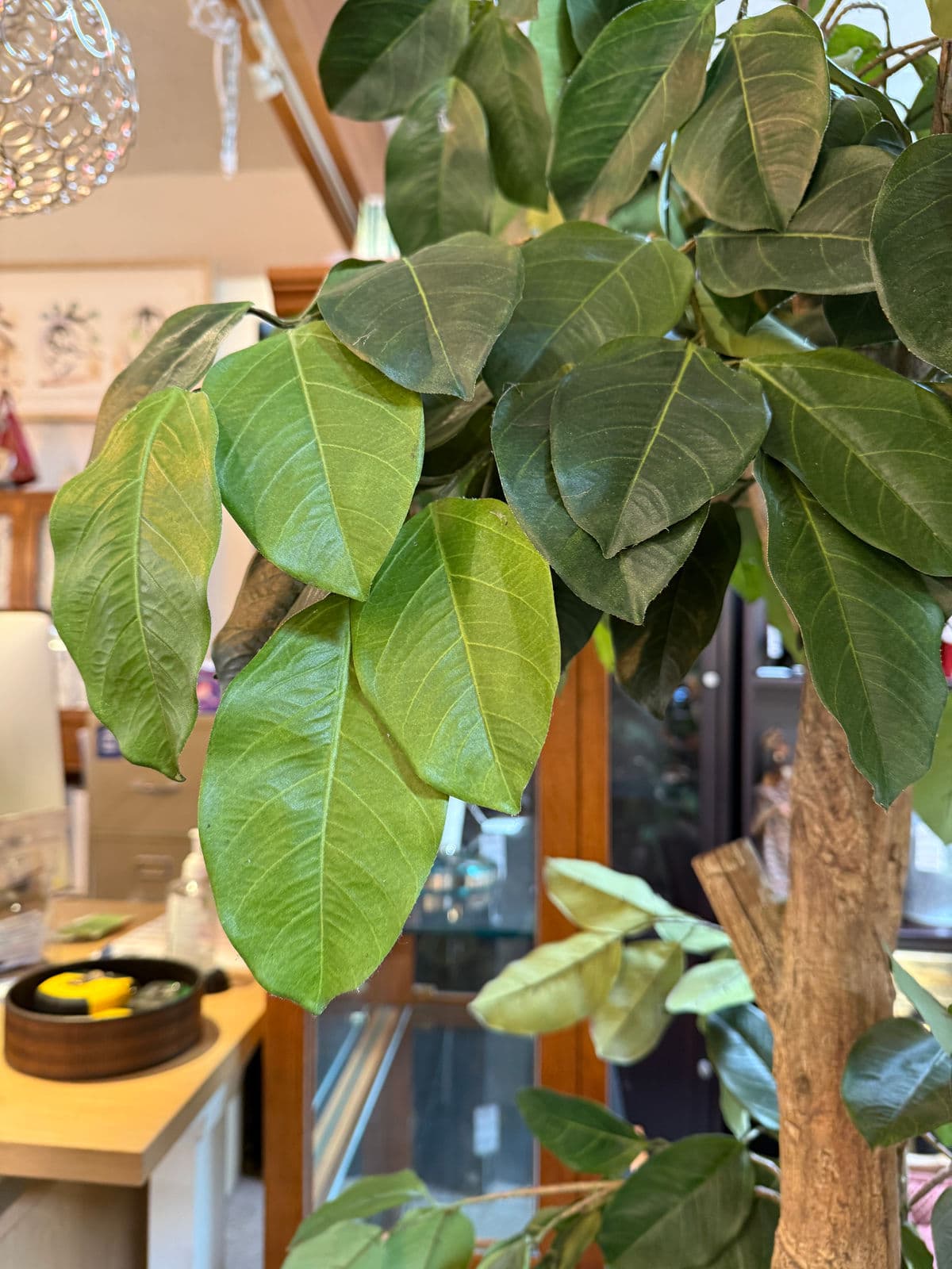 New Growth Design Banyan Tree With Pot - Thumbnail 10