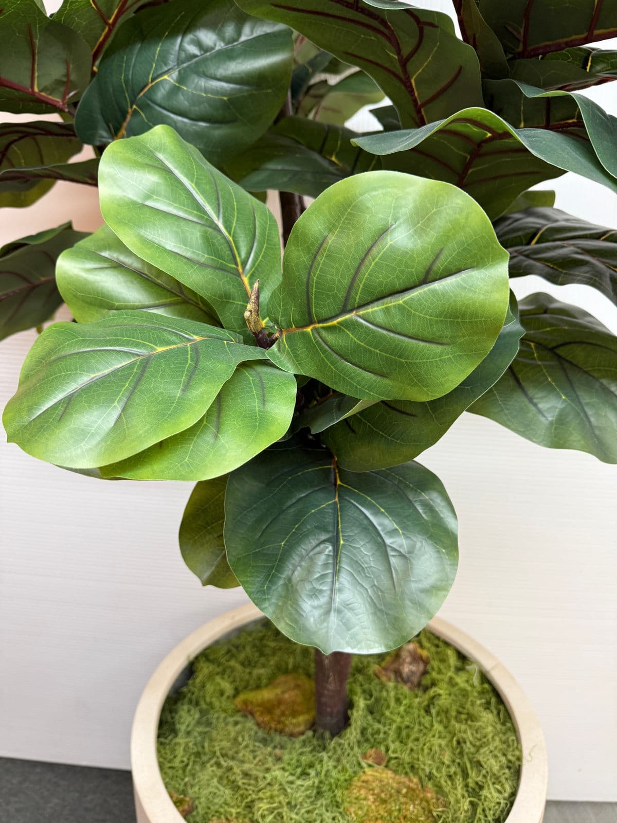 Faux Fiddle Tree in Ceramic Pottery - Thumbnail 6