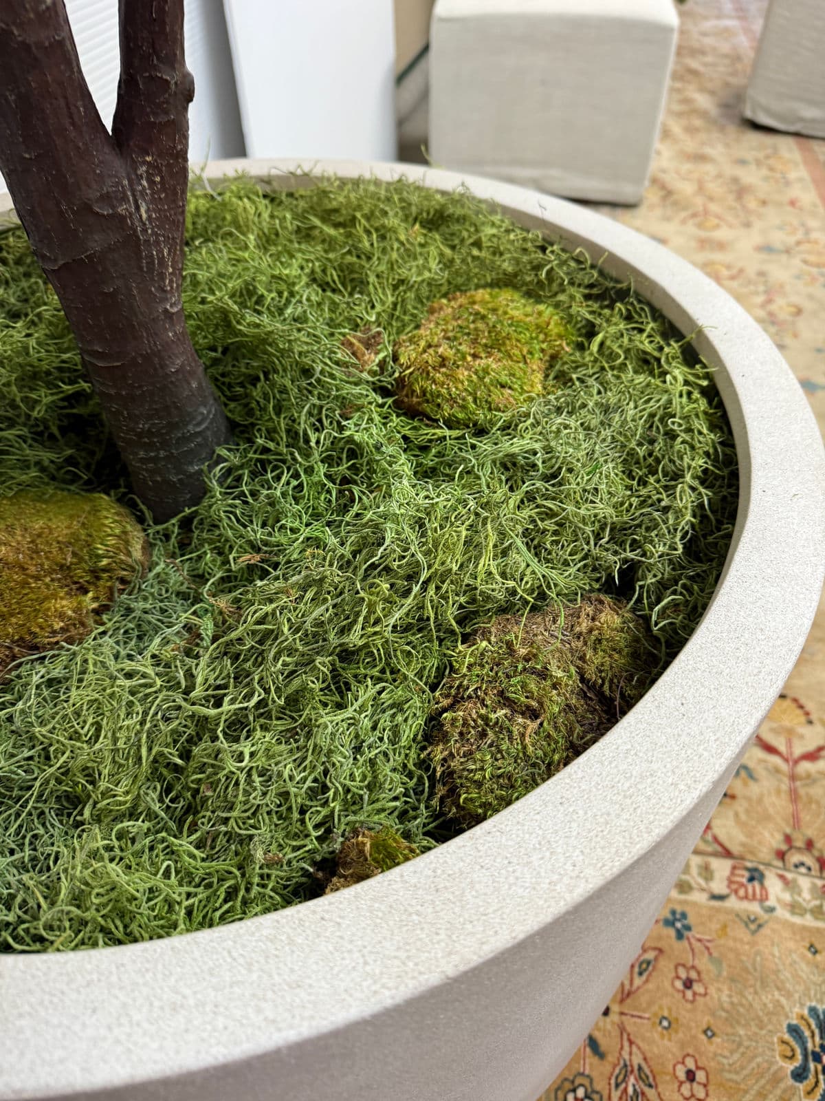 Faux Fiddle Tree in Ceramic Pottery - Thumbnail 9