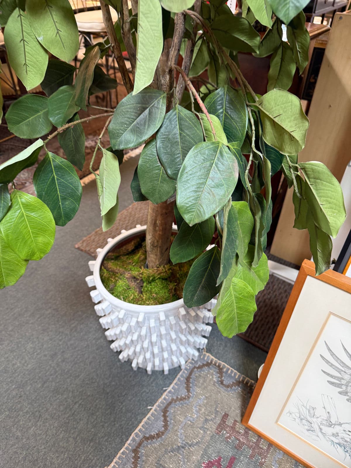 New Growth Design Banyan Tree With Pot - Thumbnail 13