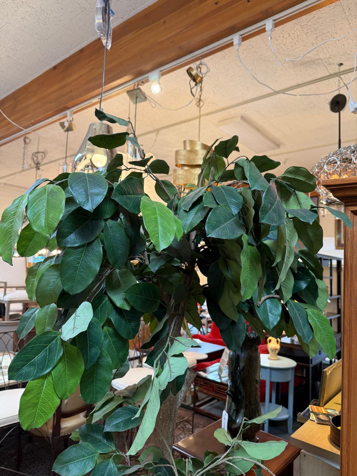 New Growth Design Banyan Tree With Pot - Thumbnail 12