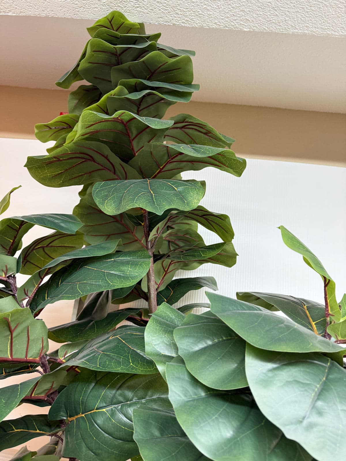 Faux Fiddle Tree in Ceramic Pottery - Thumbnail 13