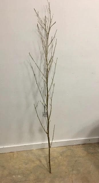 Gold Branches - Image 1