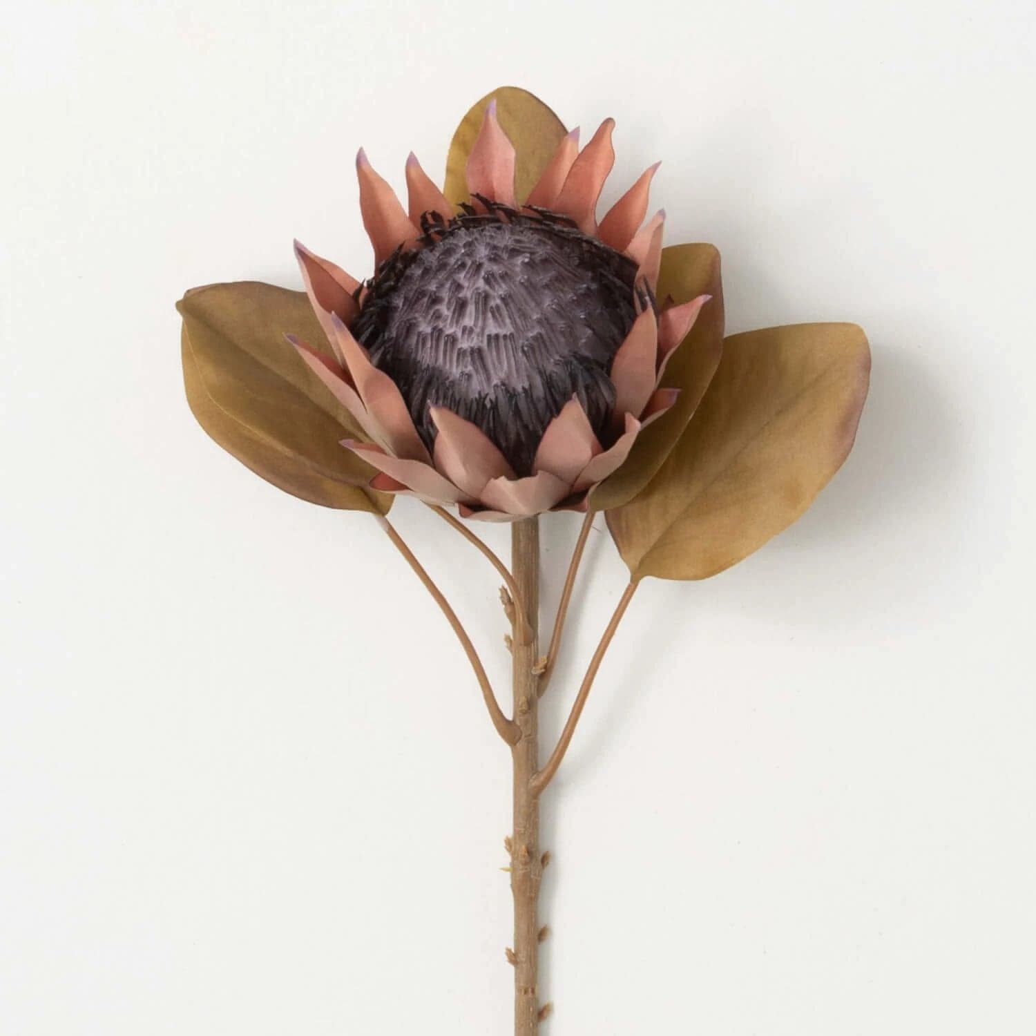 *NEW* Protea Stem - Image 1