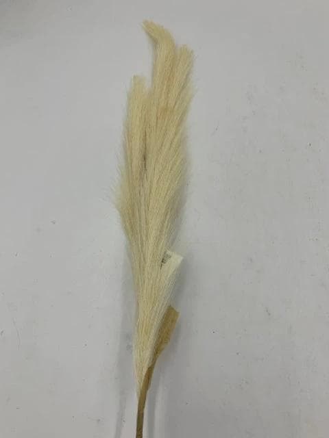 *NEW* Pampas Spray 47"h - Image 1