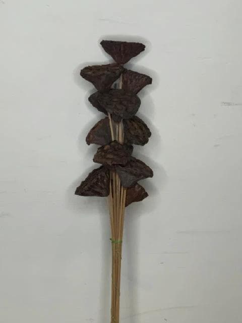 *NEW* Small Natural Lotus Pod/Stem - Image 1