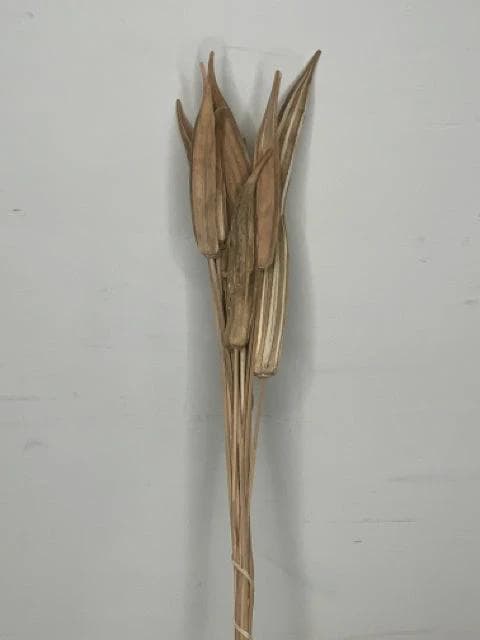 *NEW* Okra Pod Stem - Image 1