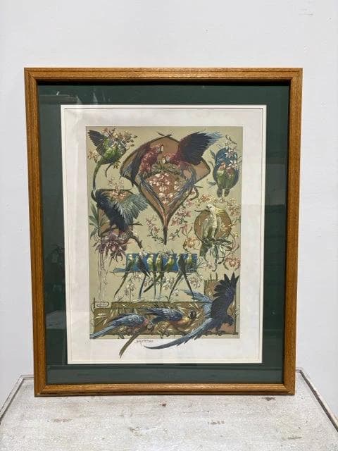 "Parrots And Parakeets" By Seder In Wood Frame - Image 1