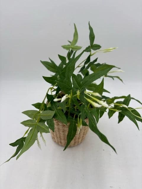 Faux Plant In Wicker Pot - Image 1
