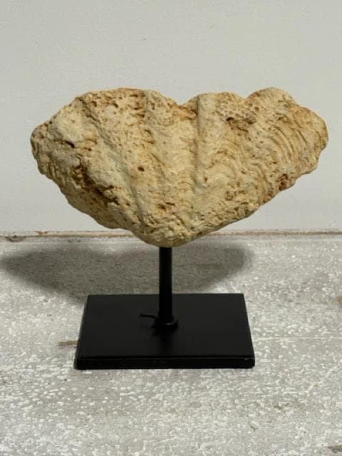 Coral Fossil On Metal Stand - Image 1