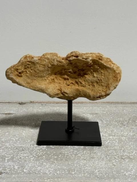 Coral Fossil On Metal Stand - Thumbnail 2