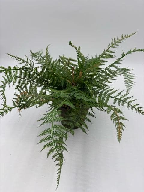 Faux Fern In Pot - Image 1