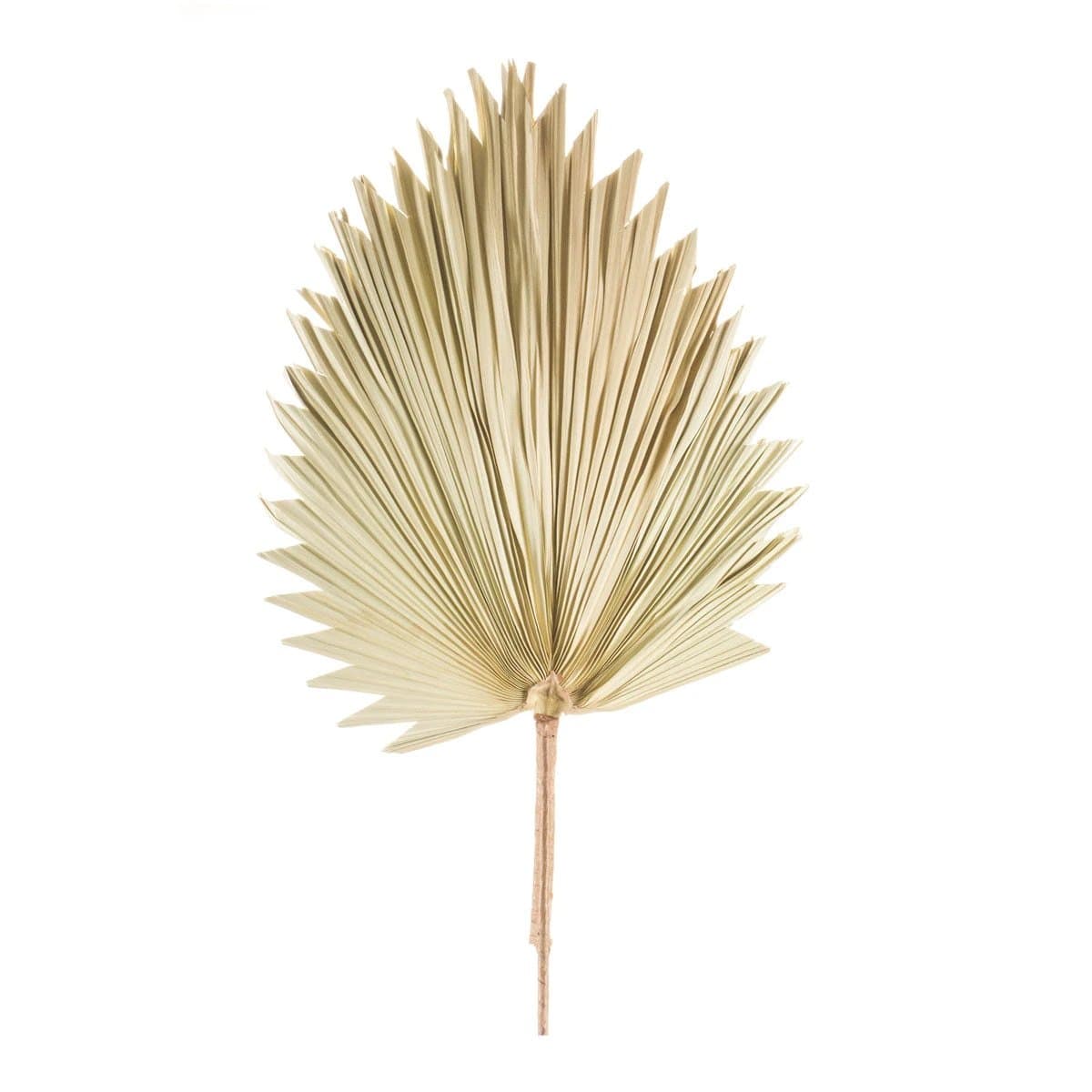 *NEW* Fan Palm Leaf/Light - Image 1