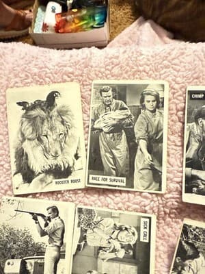 1966 Donruss Daktari TV Show Trading Cards Lot of 11 – Vintage Black & White - Thumbnail 2