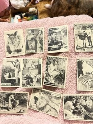 1966 Donruss Daktari TV Show Trading Cards Lot of 11 – Vintage Black & White - Image 1
