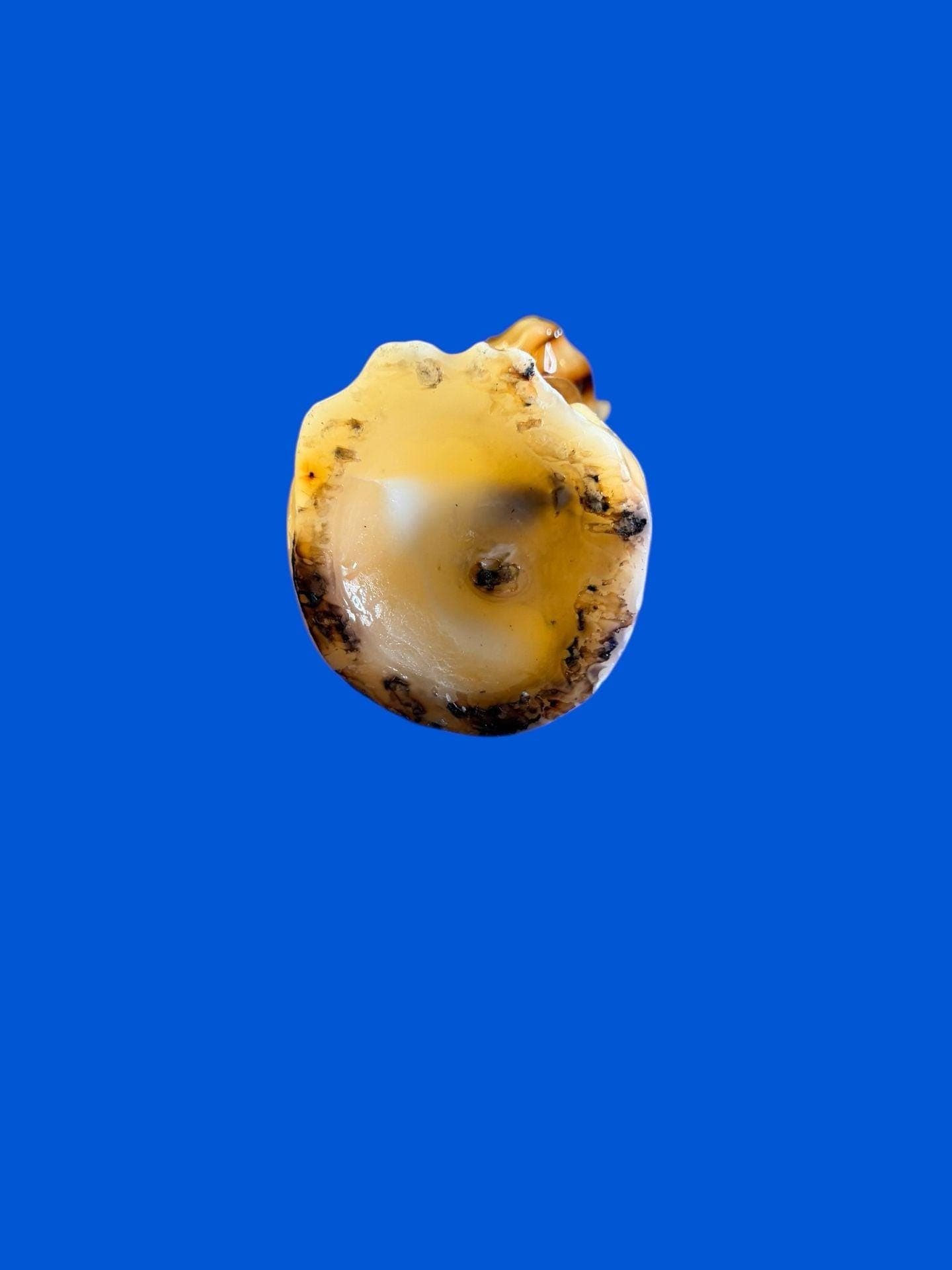 Vintage 16 Inch Mid-Century Modern Tall Amber Cat Candle with Plastic Eyes - Thumbnail 5