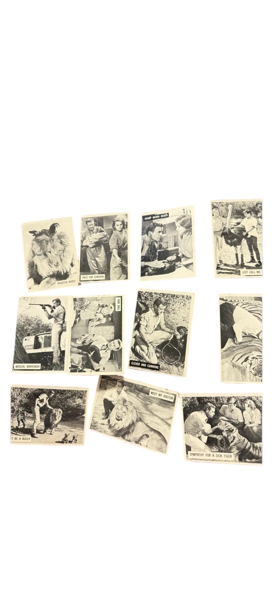 966 Donruss Daktari TV Show Trading Cards Lot of 11 – Vintage Black & White - Image 1