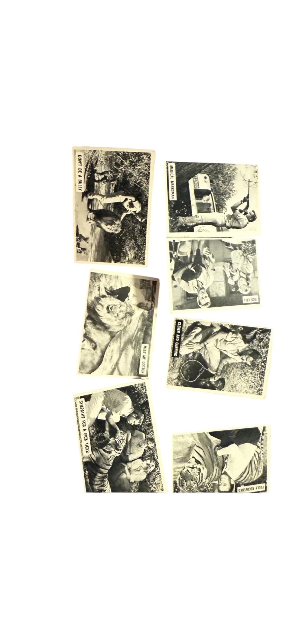 966 Donruss Daktari TV Show Trading Cards Lot of 11 – Vintage Black & White - Thumbnail 6