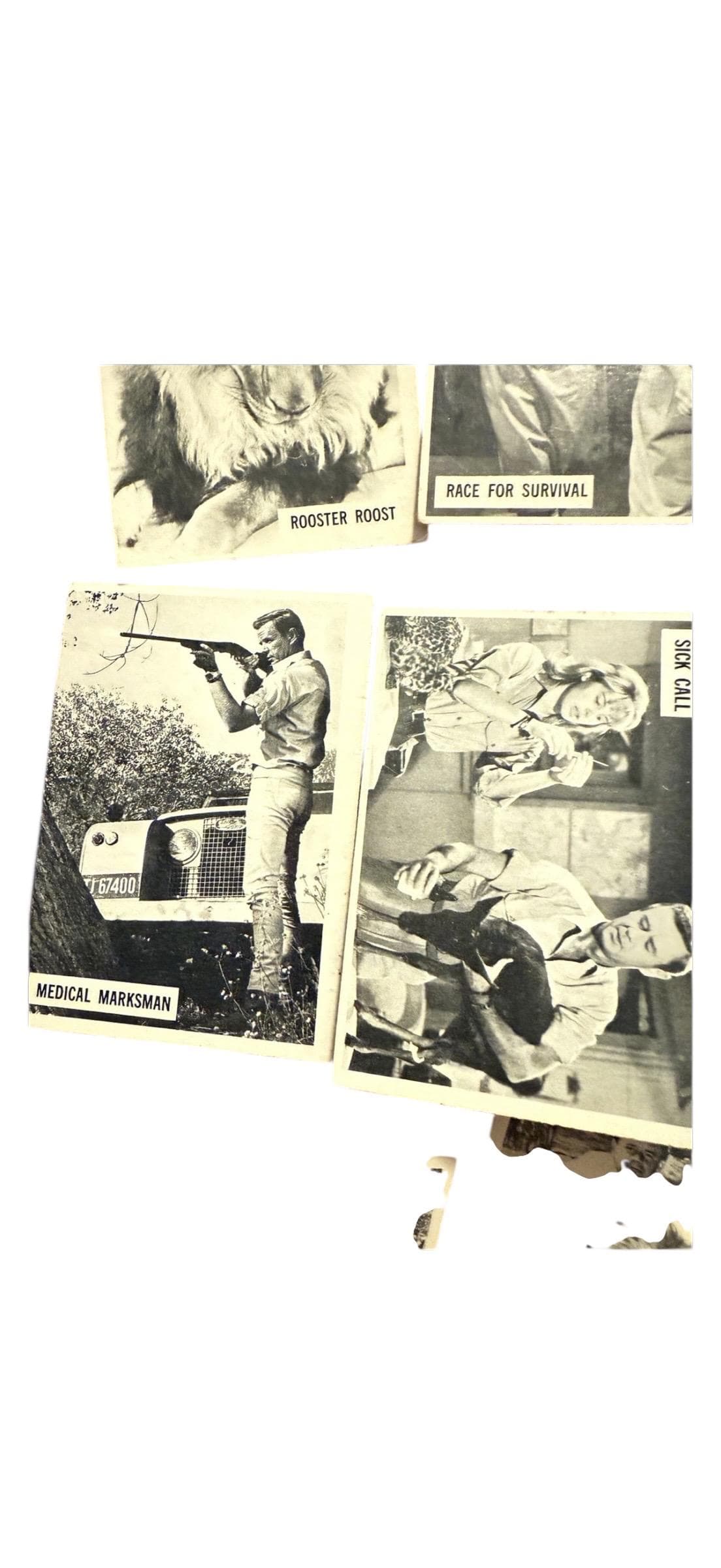 966 Donruss Daktari TV Show Trading Cards Lot of 11 – Vintage Black & White - Thumbnail 5