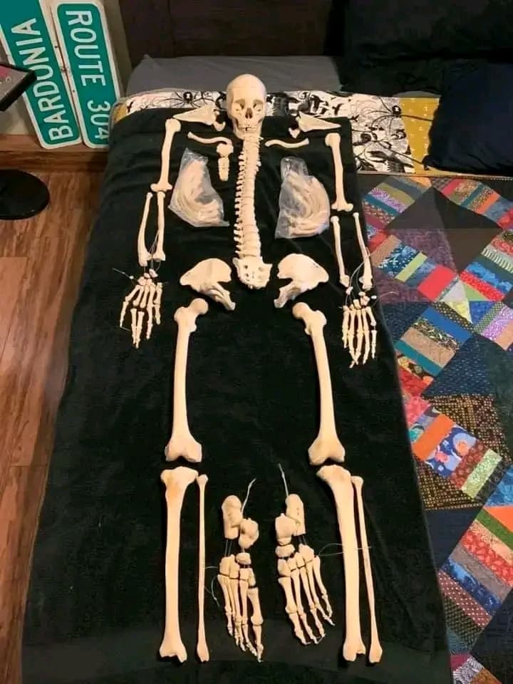 Human bones for sale