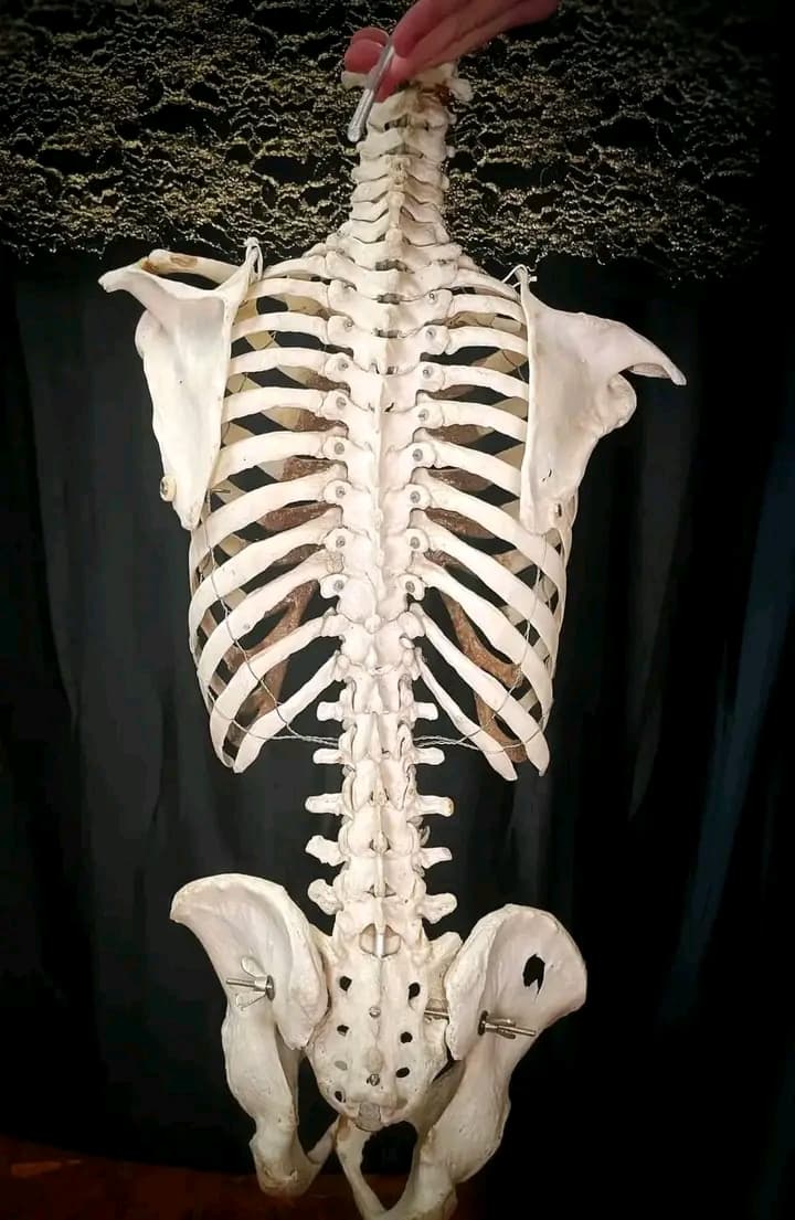 Human bones for sale - Thumbnail 3