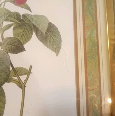 Vintage Redouté "Rosa Reclinata" Botanical Print - 8x10 Framed Rose Art (NOS) - Thumbnail 5