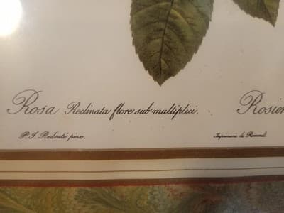 Vintage Redouté "Rosa Reclinata" Botanical Print - 8x10 Framed Rose Art (NOS) - Thumbnail 7