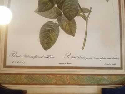 Vintage Redouté "Rosa Reclinata" Botanical Print - 8x10 Framed Rose Art (NOS) - Thumbnail 8