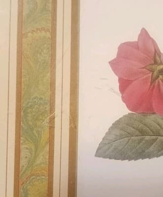 Vintage Redouté "Rosa Reclinata" Botanical Print - 8x10 Framed Rose Art (NOS) - Thumbnail 4