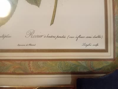 Vintage Redouté "Rosa Reclinata" Botanical Print - 8x10 Framed Rose Art (NOS) - Thumbnail 6