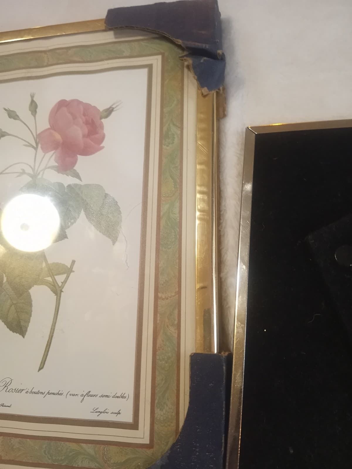 Vintage Redouté "Rosa Reclinata" Botanical Print - 8x10 Framed Rose Art (NOS) - Thumbnail 8