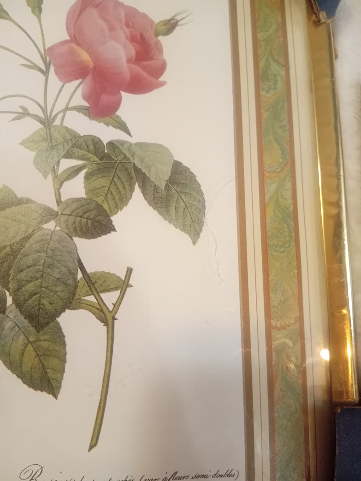 Vintage Redouté "Rosa Reclinata" Botanical Print - 8x10 Framed Rose Art (NOS) - Thumbnail 5