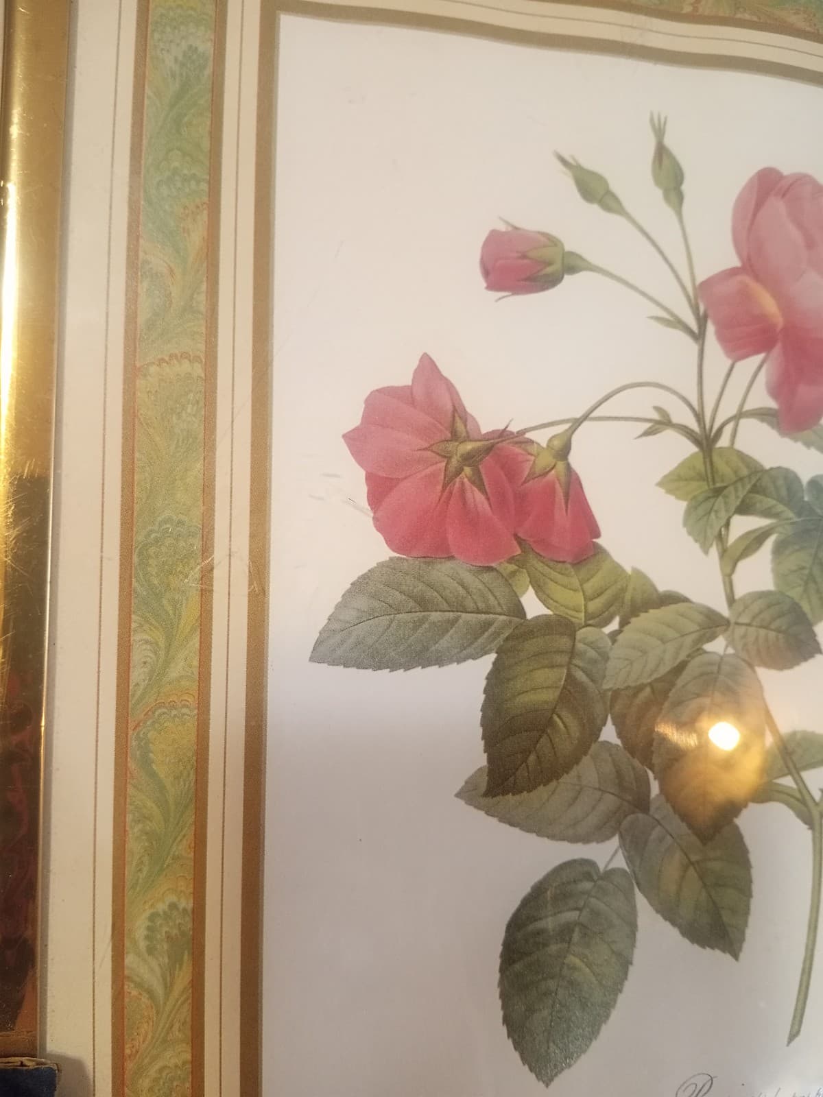 Vintage Redouté "Rosa Reclinata" Botanical Print - 8x10 Framed Rose Art (NOS) - Thumbnail 6