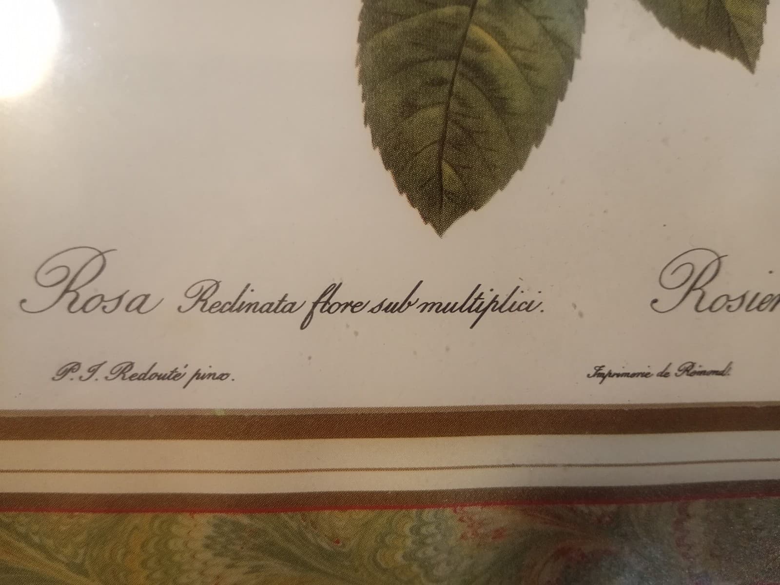 Vintage Redouté "Rosa Reclinata" Botanical Print - 8x10 Framed Rose Art (NOS) - Thumbnail 3