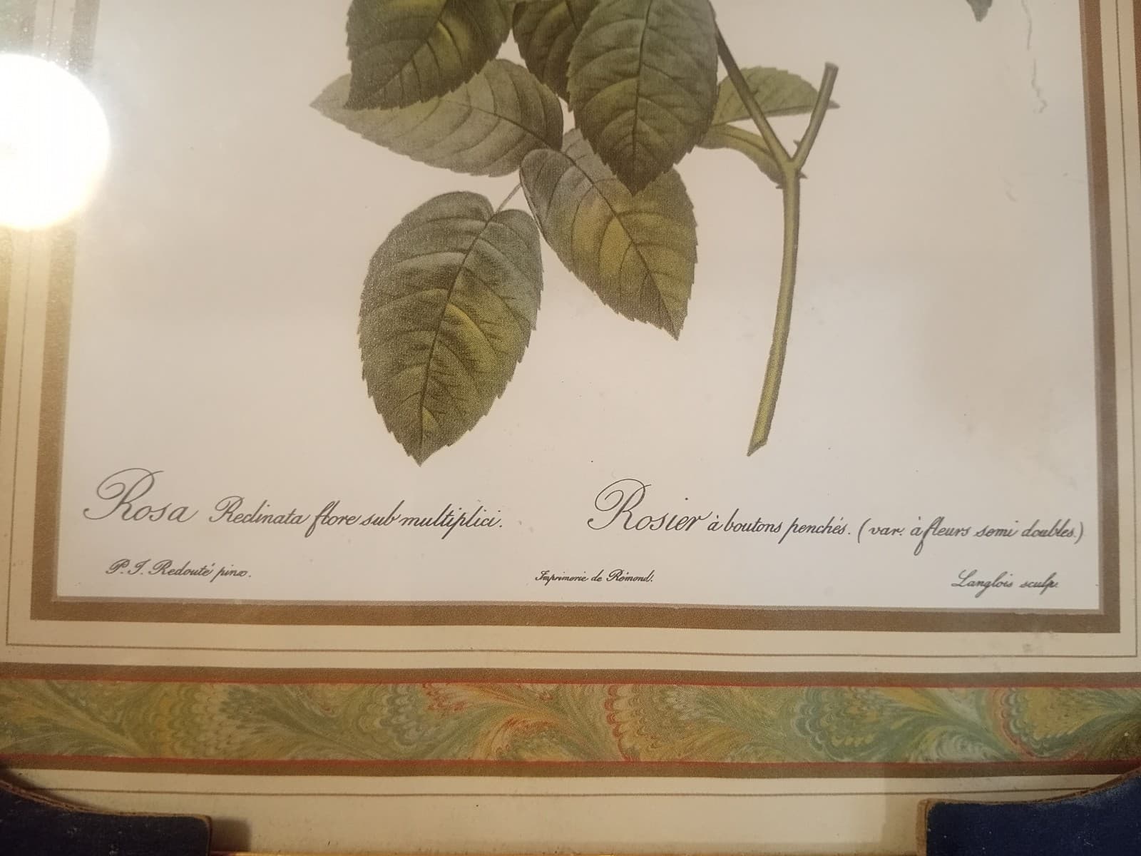 Vintage Redouté "Rosa Reclinata" Botanical Print - 8x10 Framed Rose Art (NOS) - Thumbnail 2