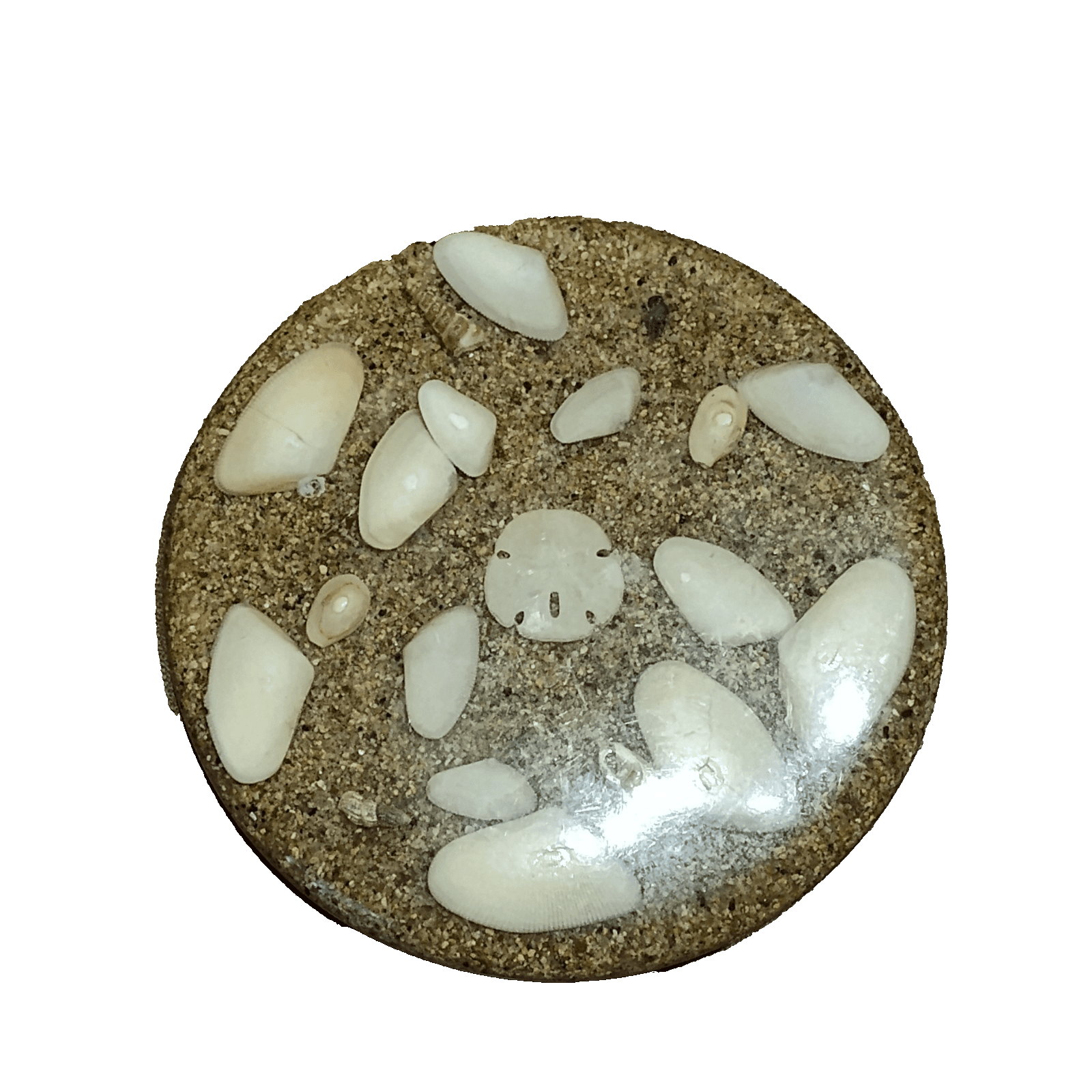 Acrylic Lucite Resin Seashell Trivet 7”