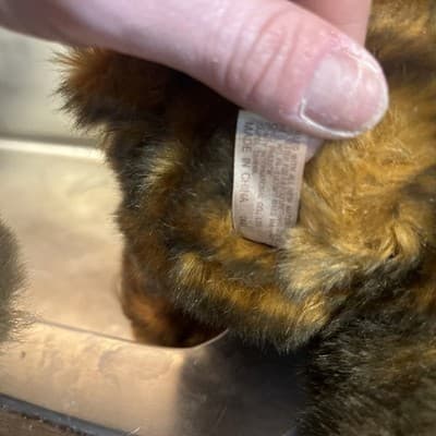 Dan Dee Collectors Choice Christmas Bear with Stand - Thumbnail 5