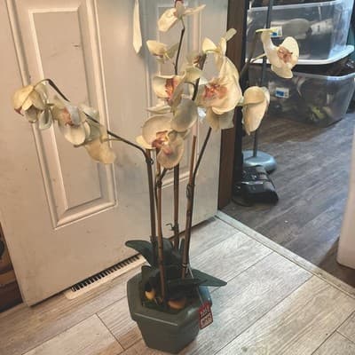 Large Green Ceramic Glass Pot With White Orchids 33” Tall