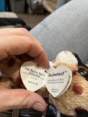 Ty Beanie Boos - BUCKWHEAT the Lynx Cat 6" NEW MWMTs Plush Stuffed Animal Toy - Thumbnail 8