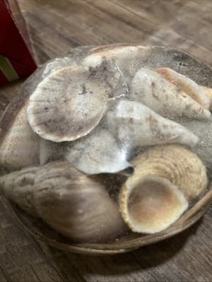 5.5 Inch Basket of Sea Shells New Sealed Beach Sand Vacation at Home Sealed - Thumbnail 2