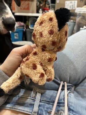 Ty Beanie Boos - BUCKWHEAT the Lynx Cat 6" NEW MWMTs Plush Stuffed Animal Toy - Thumbnail 6