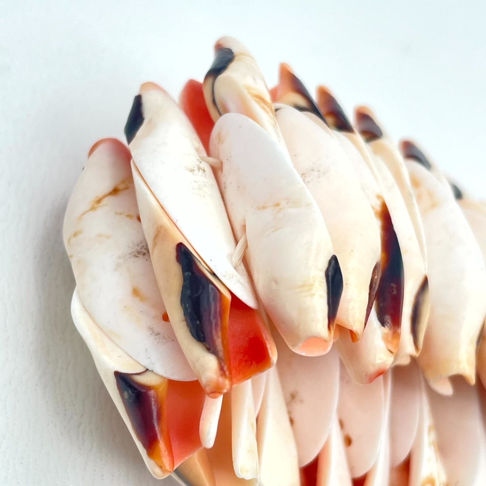 Vintage Natural Beach Mitre Shell Stretch Cuff Chunky Stretch Bangle Bracelet - Thumbnail 9