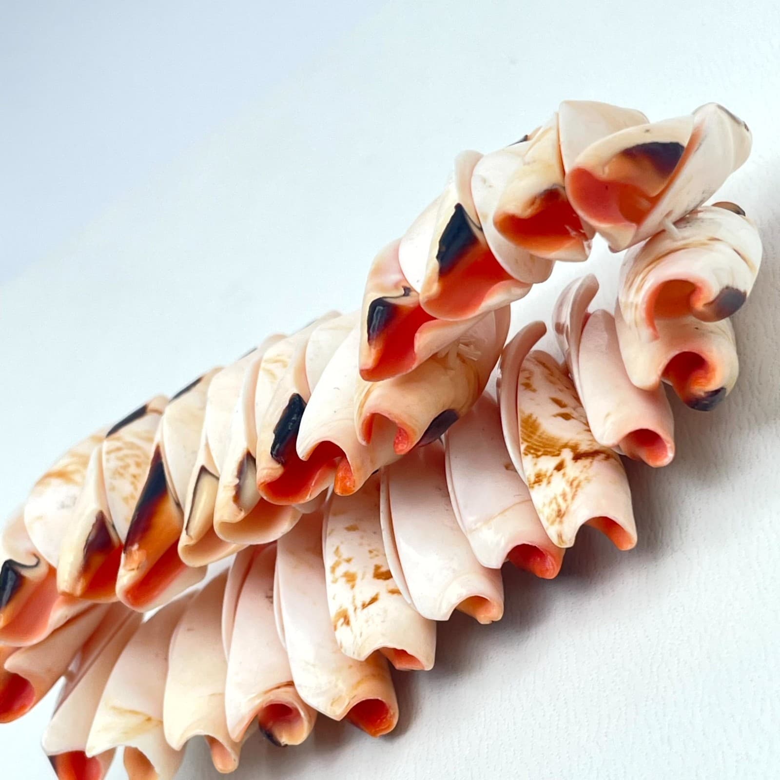 Vintage Natural Beach Mitre Shell Stretch Cuff Chunky Stretch Bangle Bracelet - Thumbnail 10