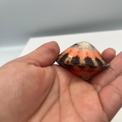 Vintage Trochus Sea Shell Paperweight Polished Natural Coral Pink Banded Cone - Thumbnail 5