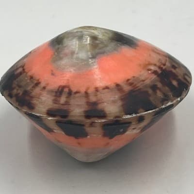 Vintage Trochus Sea Shell Paperweight Polished Natural Coral Pink Banded Cone - Thumbnail 2