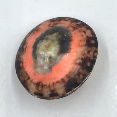 Vintage Trochus Sea Shell Paperweight Polished Natural Coral Pink Banded Cone - Image 1