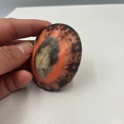 Vintage Trochus Sea Shell Paperweight Polished Natural Coral Pink Banded Cone - Thumbnail 3
