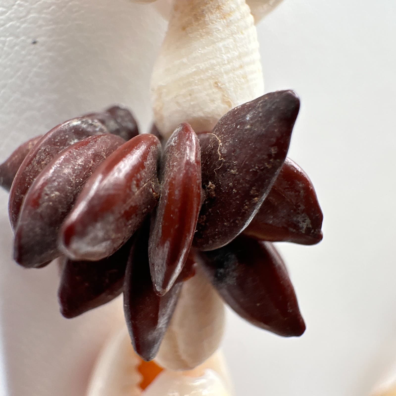 Vintage 90s Cowrie Shell Necklace Boho Tribal Tropical Beach Coastal Jewelry - Thumbnail 5