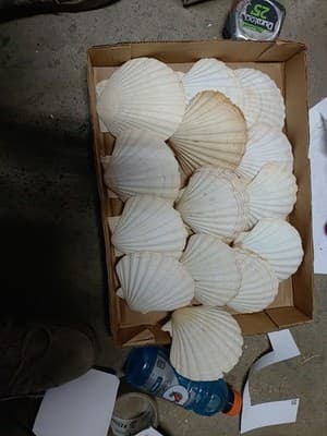 14 PC Large Great Scallop Sea Shells, Irish Baking Shells, 3.5Inch ~ 4 Inches - Image 1